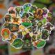 (image for) Teenage Mutant Ninja 0000 #2 Decal Sticker Turtle Vinyl Decal