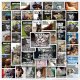 (image for) Animal Caption Stickers Pet Lover Non Repeating Decals 100pcs